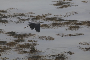 Heron on the Morven Peninsula