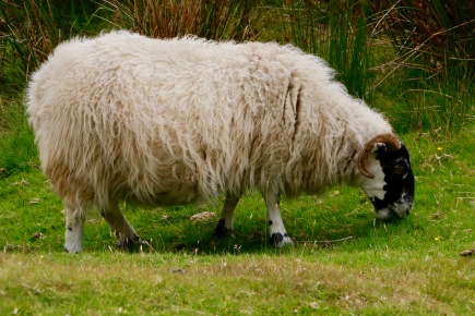 Highland sheep with black faces and they also have black legs / spotted legs