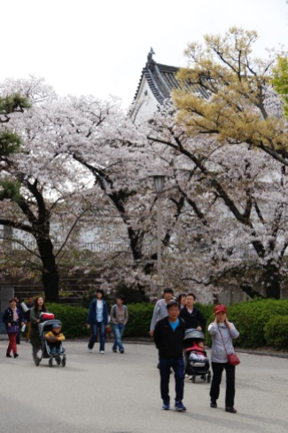 Cherry blossoms at Osaka Castle, Osaka