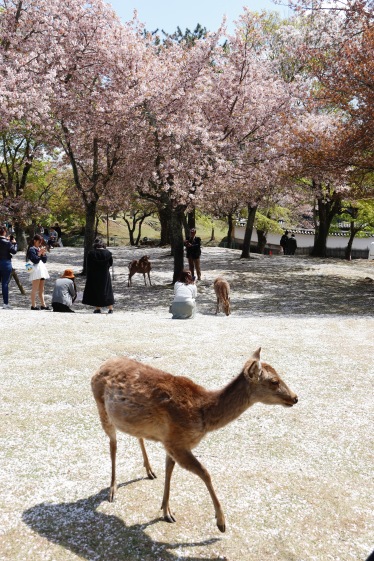 Cherry Blossoms of Nara Park, Nara, Japan