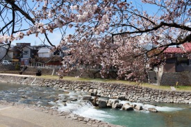 Cherry blossoms by the river, Takayama, Japan