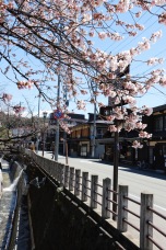 Cherry blossoms in Takayama, Japan