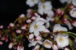 Cherry blossoms, Takayama, Japan